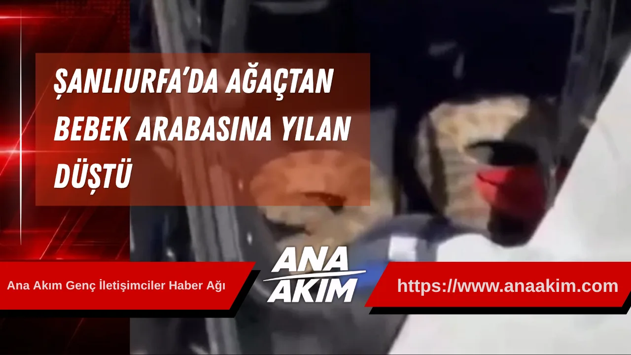 Şanlıurfa’da Korku Dolu Anlar: Ağaçtan Bebek Arabasına Yılan Düştü!